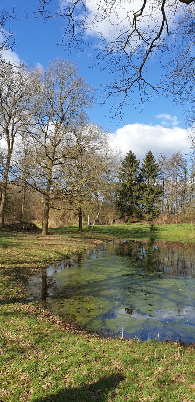 Harichster bos