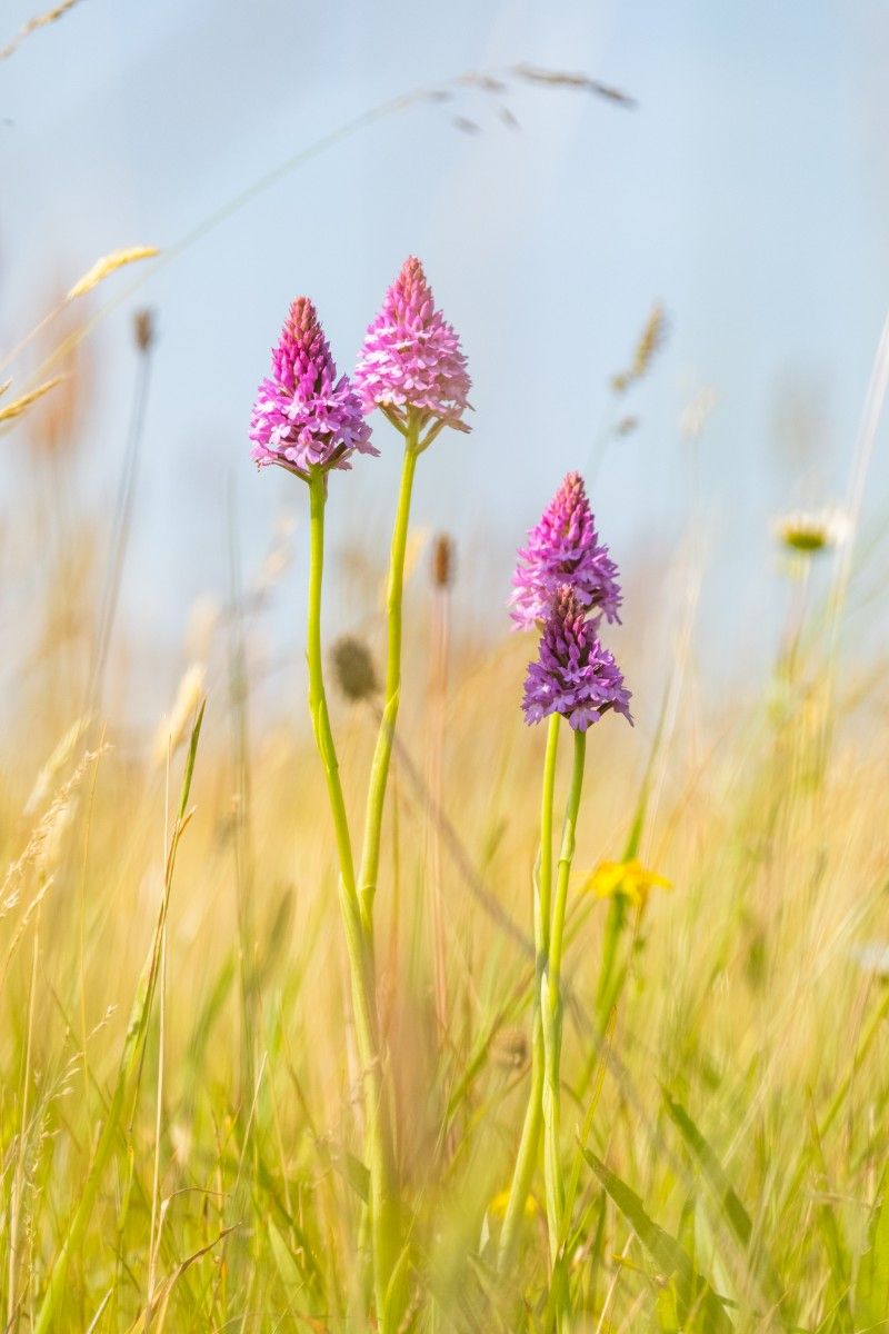 Bloeiende bloemen tussen het riet