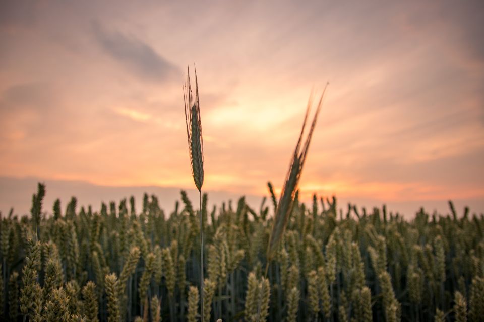 Close-up van twee tarwesprieten met een tarweveld op de achtergrond in Creil Noordoostpolder.