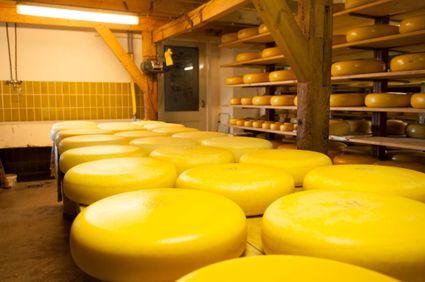 Kaaspakhuis tijdens Boerenlandroute - Steilandroute