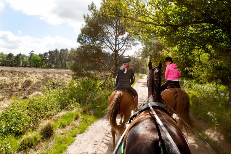 Paardrijden door een natuurgebied in Friesland