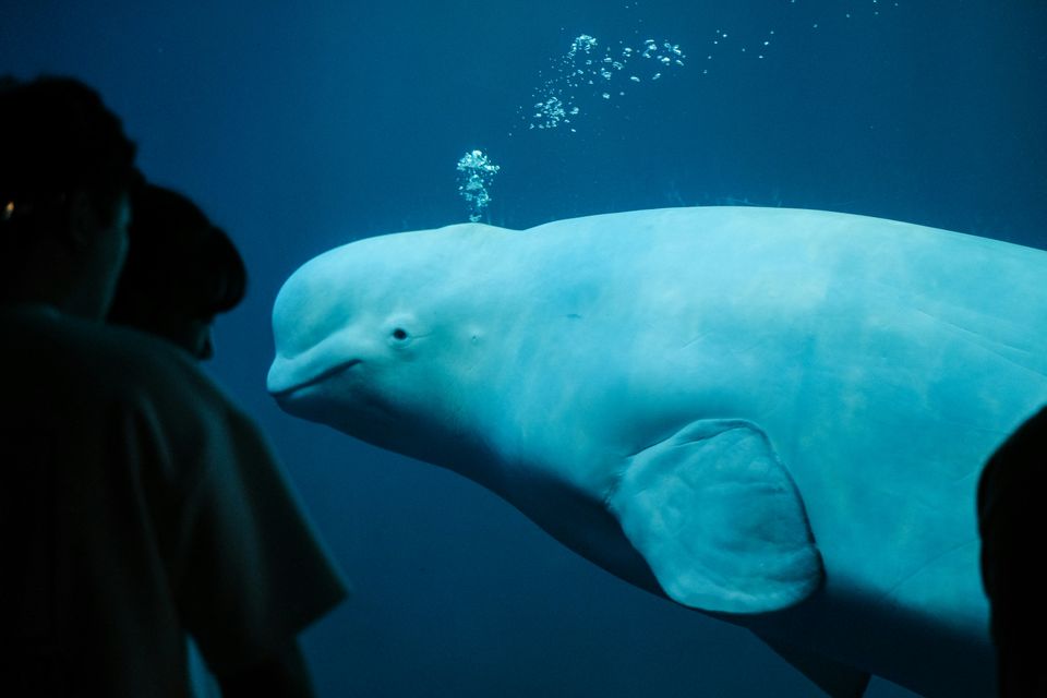Foto van een beloega walvis