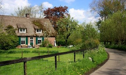 Koeien in de wei bij de Adriana Hoeve in Linschoten, een biologische boerderij in het Groene Hart.