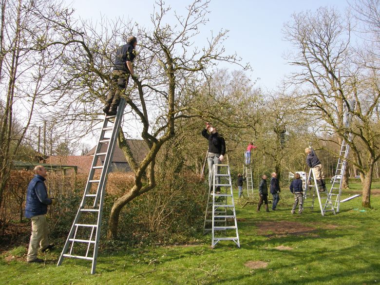 Fruitbomen Snoeien