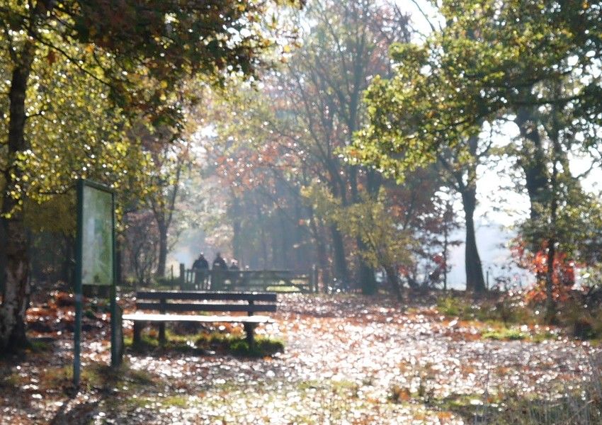 'Zandbos' (Sandwald) in Deurne
