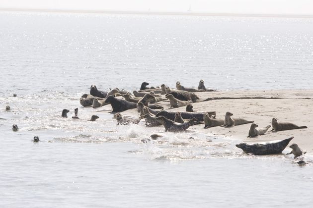 Zeehonden wadden friesland