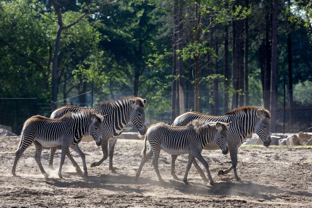Zebra's in Safaripark Beekse Bergen