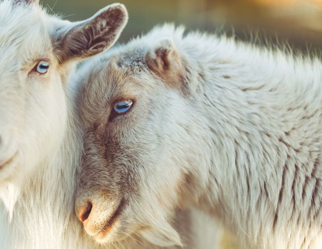 2 schapen