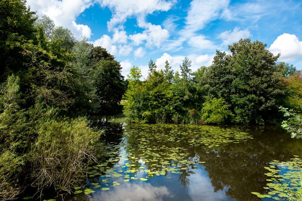 Westerpark  water met bomen er omheen en planten in het water