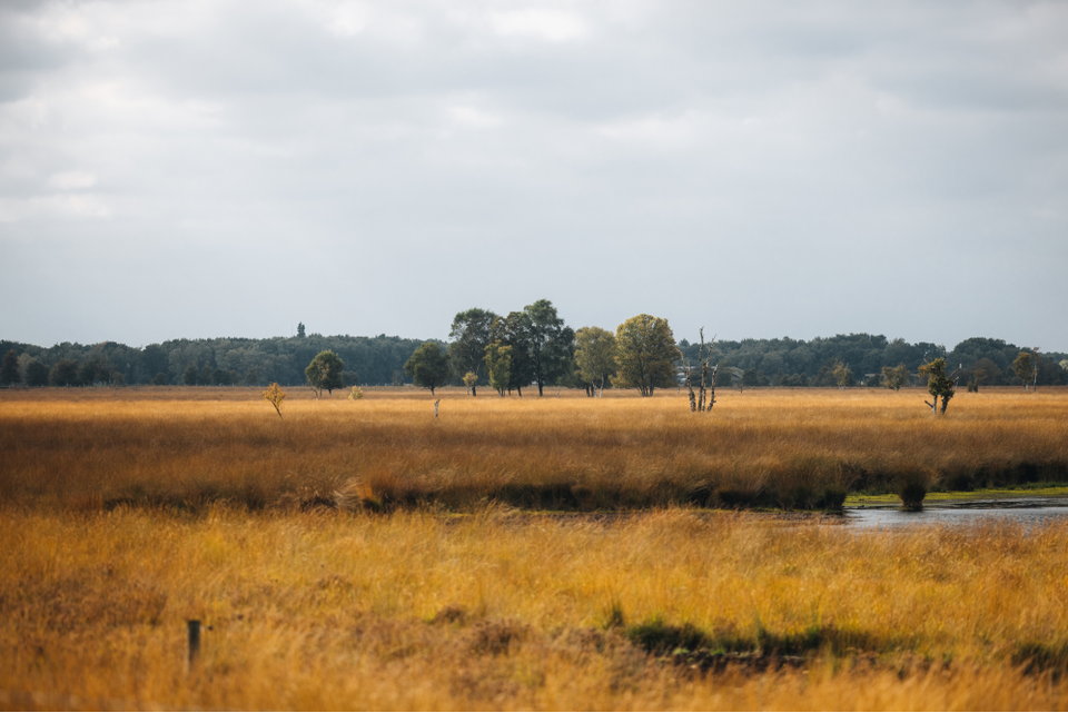 Uitgestrekt landschap met grassen en bomen in herfsttinten.