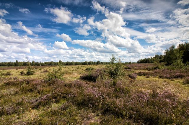 Ein Heidefeld in Drenthe mit Bäumen im Hintergrund.