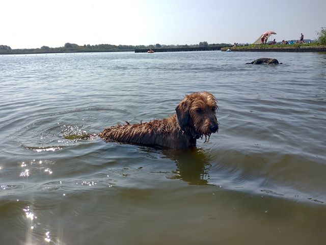 Honden mogen met de baasjes mee