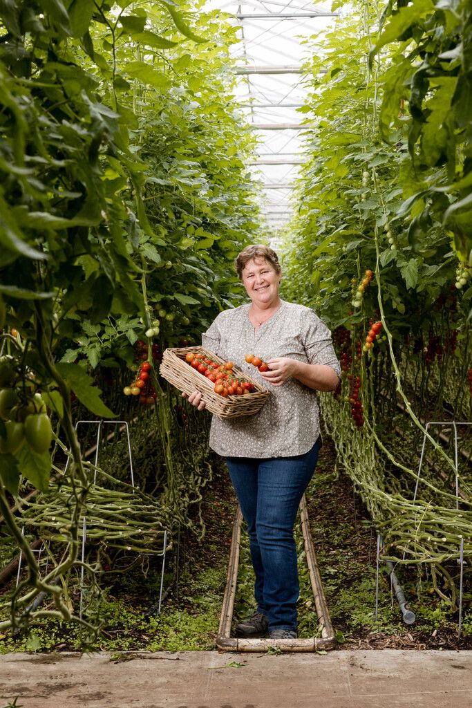 Natuurlijk Tomaat in Dongen