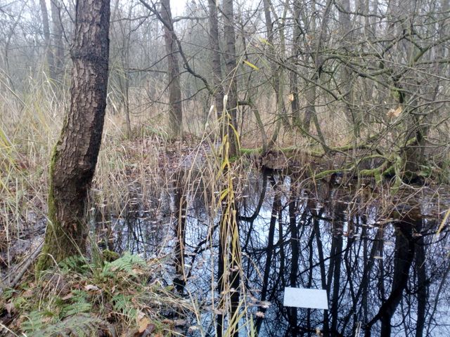 Korenburgerveen