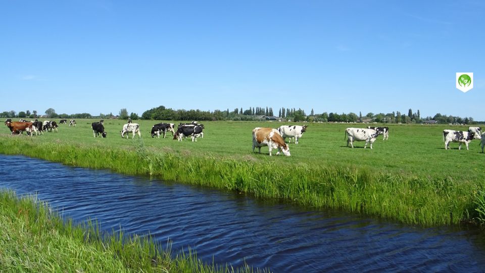 Kaasboerderij Vrede-Oord in Kamerik, Groene Hart, melkkoeien grazen in een uitgestrekte groene polderweide langs een sloot onder een heldere blauwe lucht in het Hollandse veenweidelandschap.
