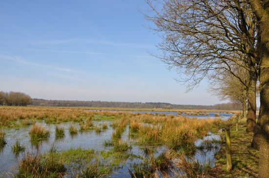 wandelen-rondom-gees-water-bomen_90334765.jpg