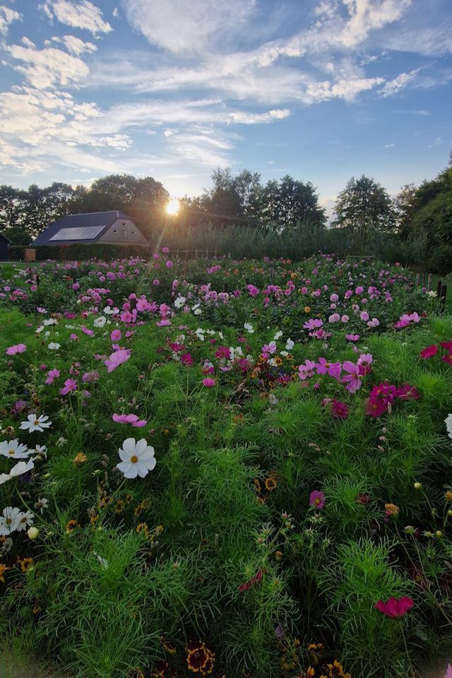 Bloeiende bloemen in een bloemenpluktuin in Drenthe.
