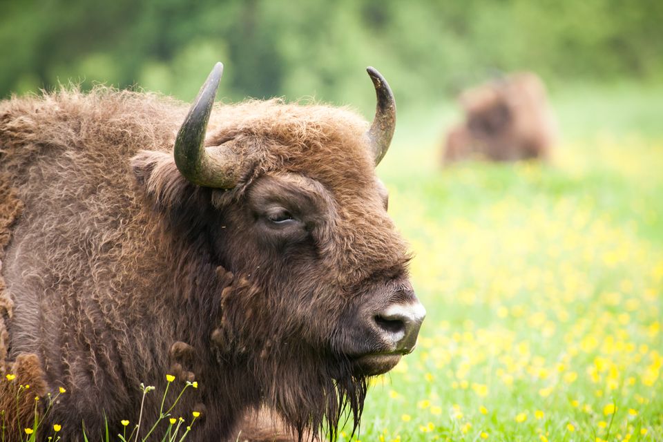Wisent Oostvaardersplassen