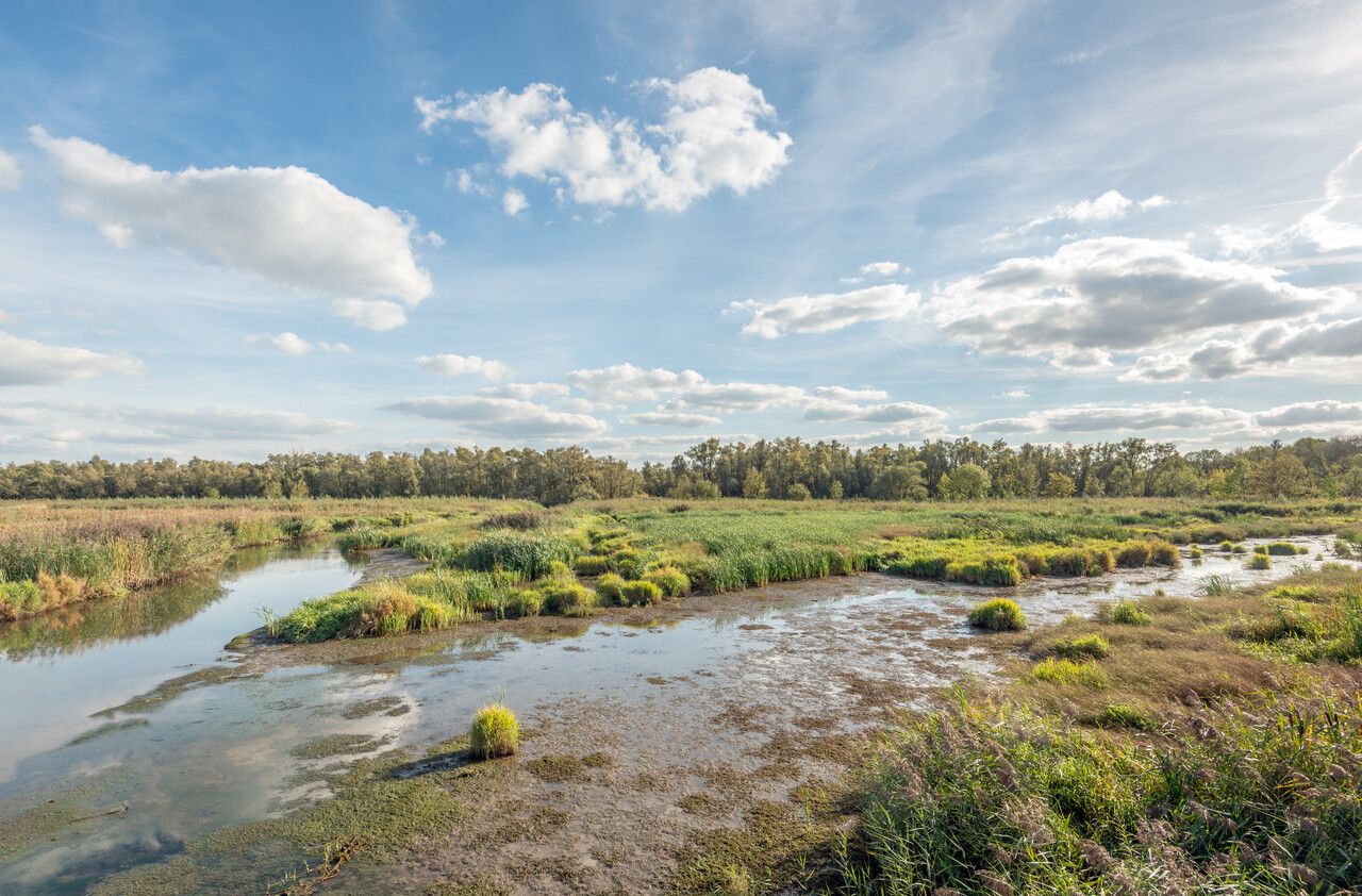 Moerassig natuurgebied met riet en waterplassen in Brabant, onder een blauwe lucht met wolken.