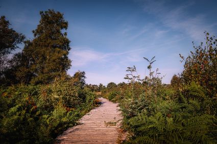Knuppelpad in Nationaal Park de Groote Peel