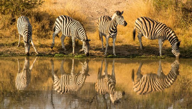 Zebra's drinken bij een waterbron
