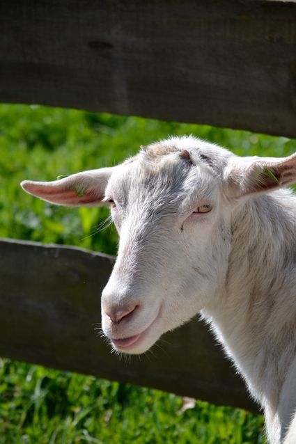 Close-up van een geit