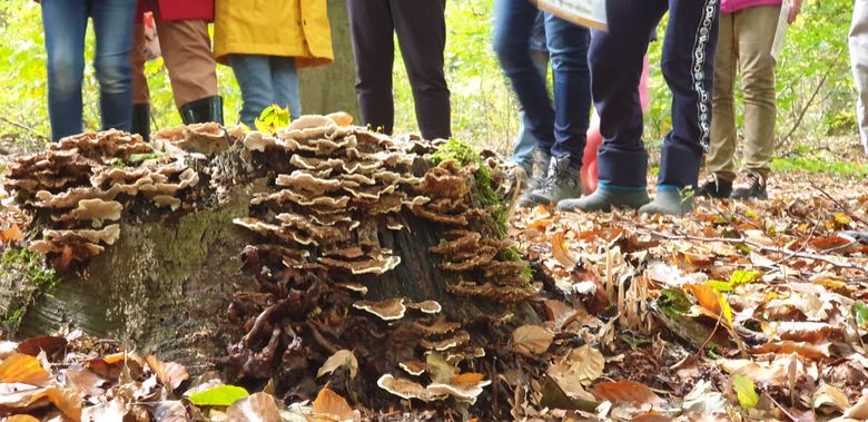 Paddenstoelenexcursie door Gosse Haga