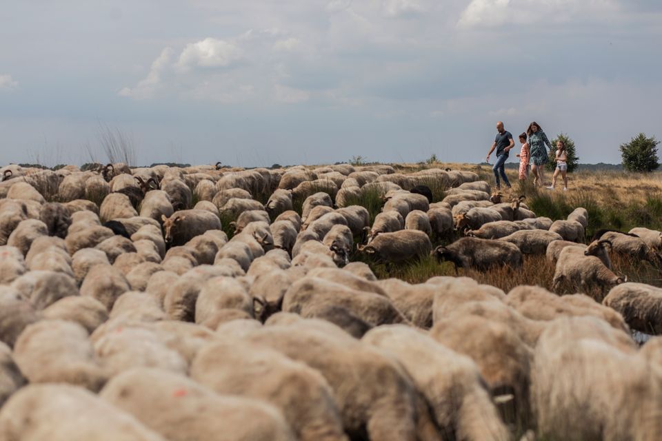 Een gezin komt tijdens een wandeling in de Drentse natuur een schaapskudde tegen