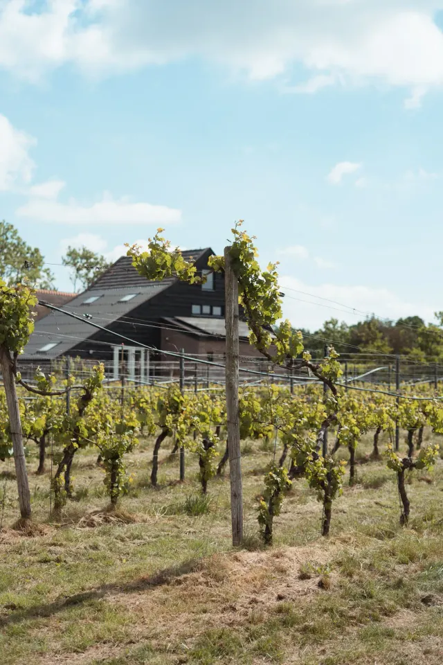 Foto van Wijngoed Havelte in Zuidwest-Drenthe