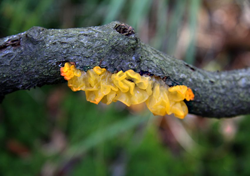 Neem een spiegeltje mee en bekijk de paddenstoelen aan de onderkant