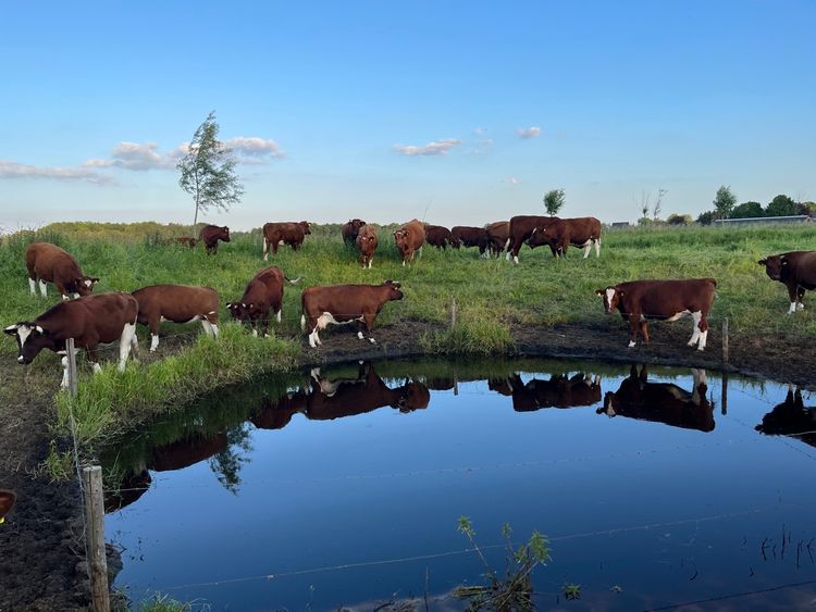 Kudde koeien bij Luyterheyde
