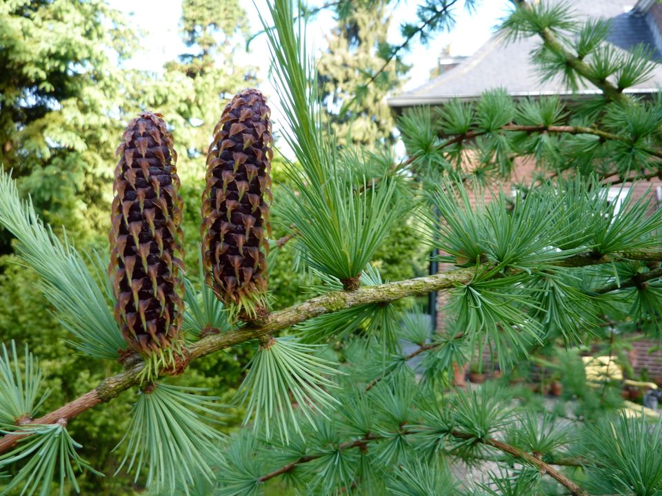 Larix in bloei met 3 kegels