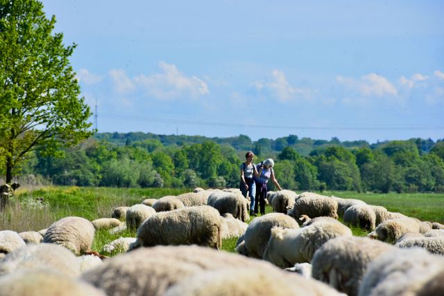 Twee vrouwen wandelen tussen een kudde schapen door op het landgoed