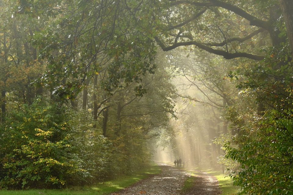 Een breed pad door het bos met in de verte een wandelend gezin.