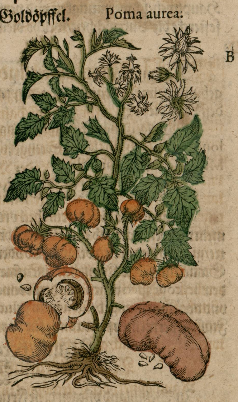 Hoe de tomaat naar Europa kwam poster van een tomatenplant