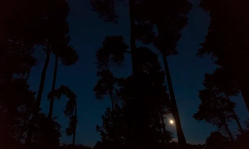 Hele donkere foto, nachtblauwe lucht met zwarte silhouetten van bomen en in het midden een volle maan.