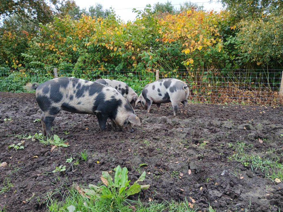 Drie Bonte Bentheimer varkens wroeten in de modder van een omheind buitenverblijf.