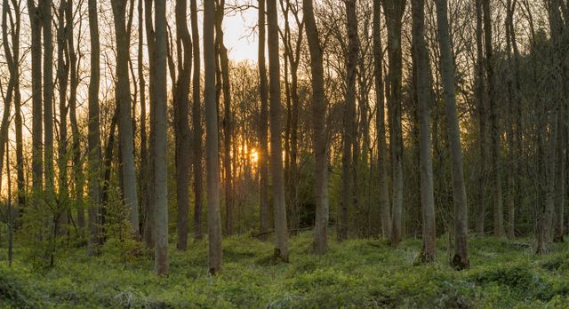 Een bosrijk bos met een tiental bomen waartussen je de ondergaande zon ziet doorkomen in het Schokkerbos in de Noordoostpolder.