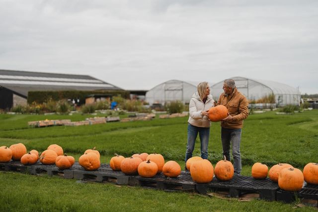 Pompoenen bij de Boederijtuin
