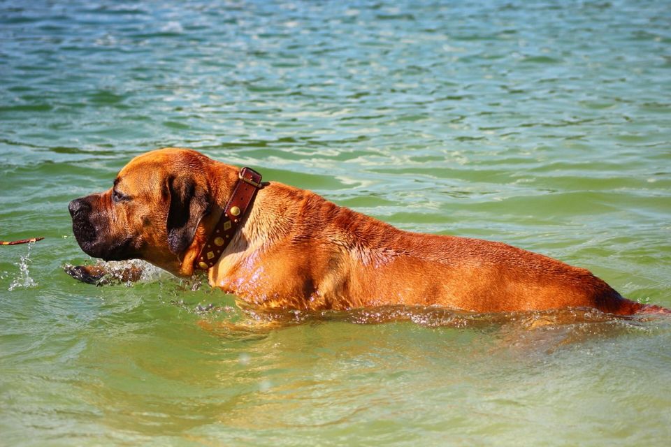 Een hond zwemt in een zwemplas.