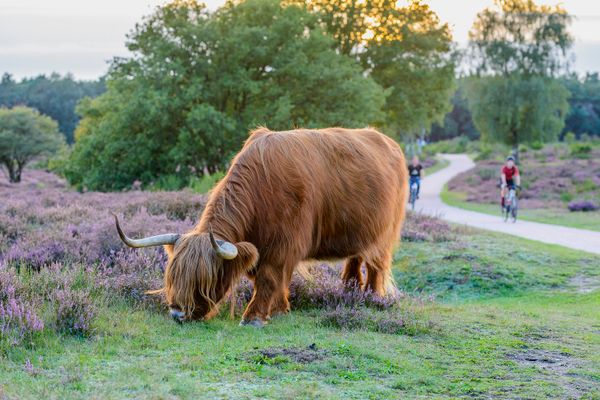 Westerheide met Schotse Hooglander en fietsers