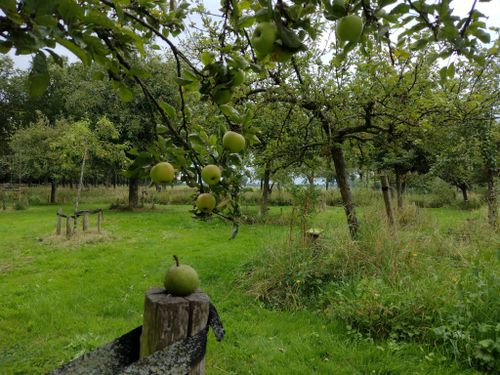 Groene appels op de grond