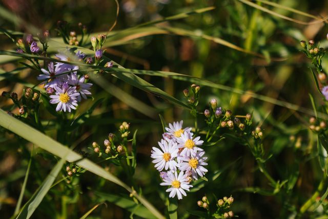 Kwade hoek wilde bloemen