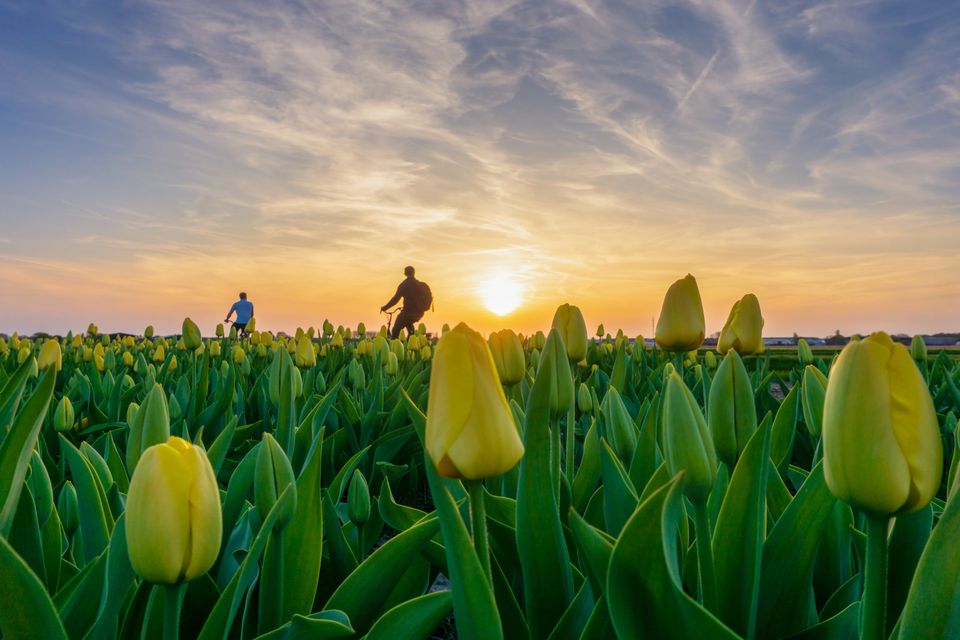 Tulpenveld fietsen
