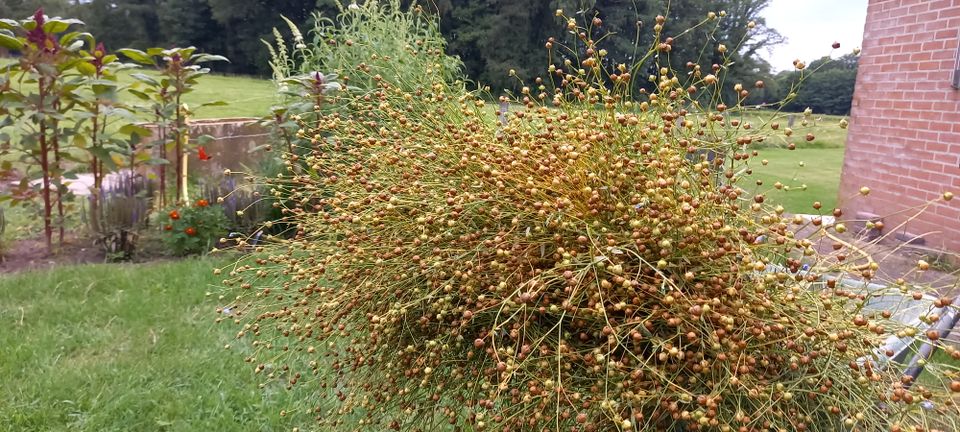 Zaai je eigen vierkante meter vlas!