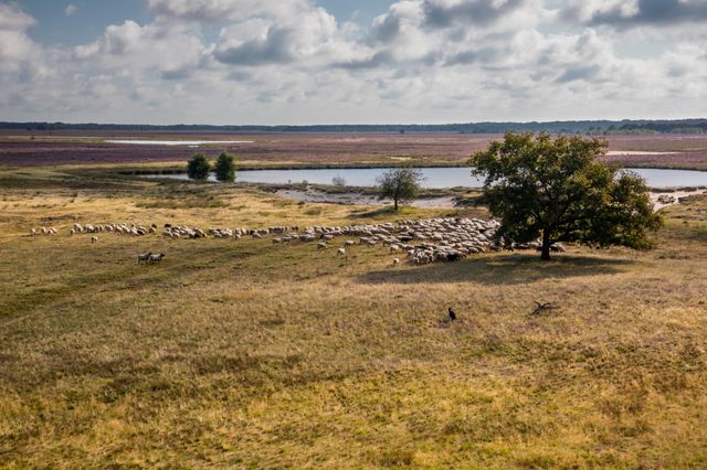 Luchtfoto van een herdershond die de kudde bijeen drijft op een heideveld bij het water.