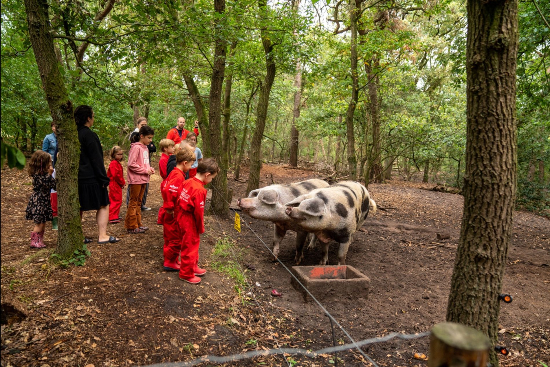 Hoeve Luyterheyde Neerkant - Zwijntjes