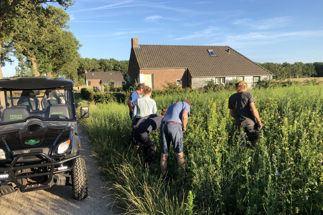 Mensen staan in een veld met boekweit onkruid naast een elektrisch karretje.