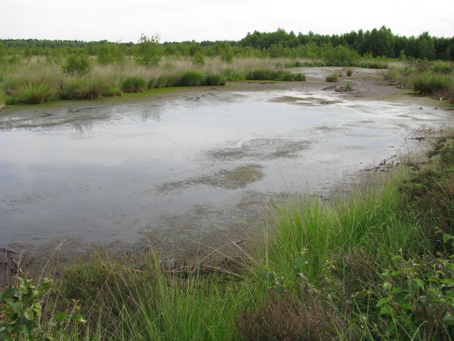 natuur route bos naar moeras