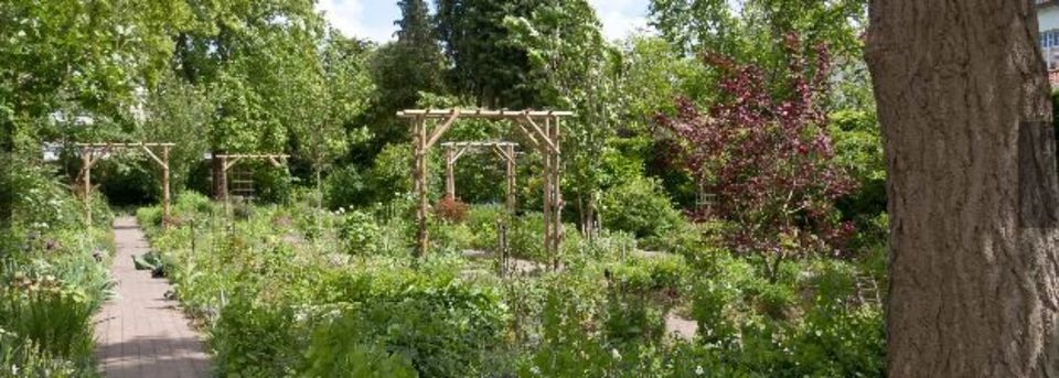 Groen doorkijkje in de Costerustuin